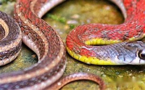 屬蛇的幸運顏色 台南龍脈